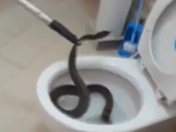 Serpiente dentro de un inodoro en Tailandia Serpiente dentro de un inodoro en Tailandia