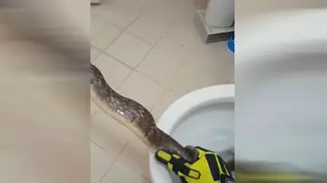 Un especialista saca una serpiente de un inodoro en Tailandia Un especialista saca una serpiente de un inodoro en Tailandia