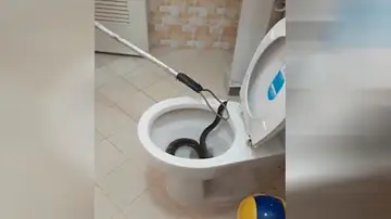 Momento de la captura de la serpiente en un inodoro de Tailandia Momento de la captura de la serpiente en un inodoro de Tailandia