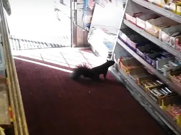 La ardilla cogiendo una chocolatina La ardilla cogiendo una chocolatina