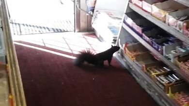 Una tienda de alimentación denuncia con un vídeo que un grupo de ardillas le roba chocolatinas a diario