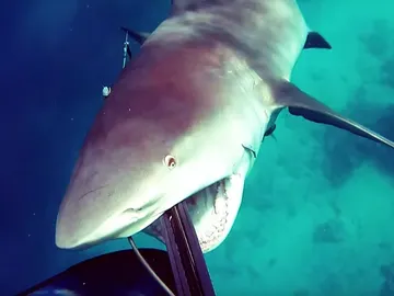 El tiburón en el momento del ataque El tiburón en el momento del ataque