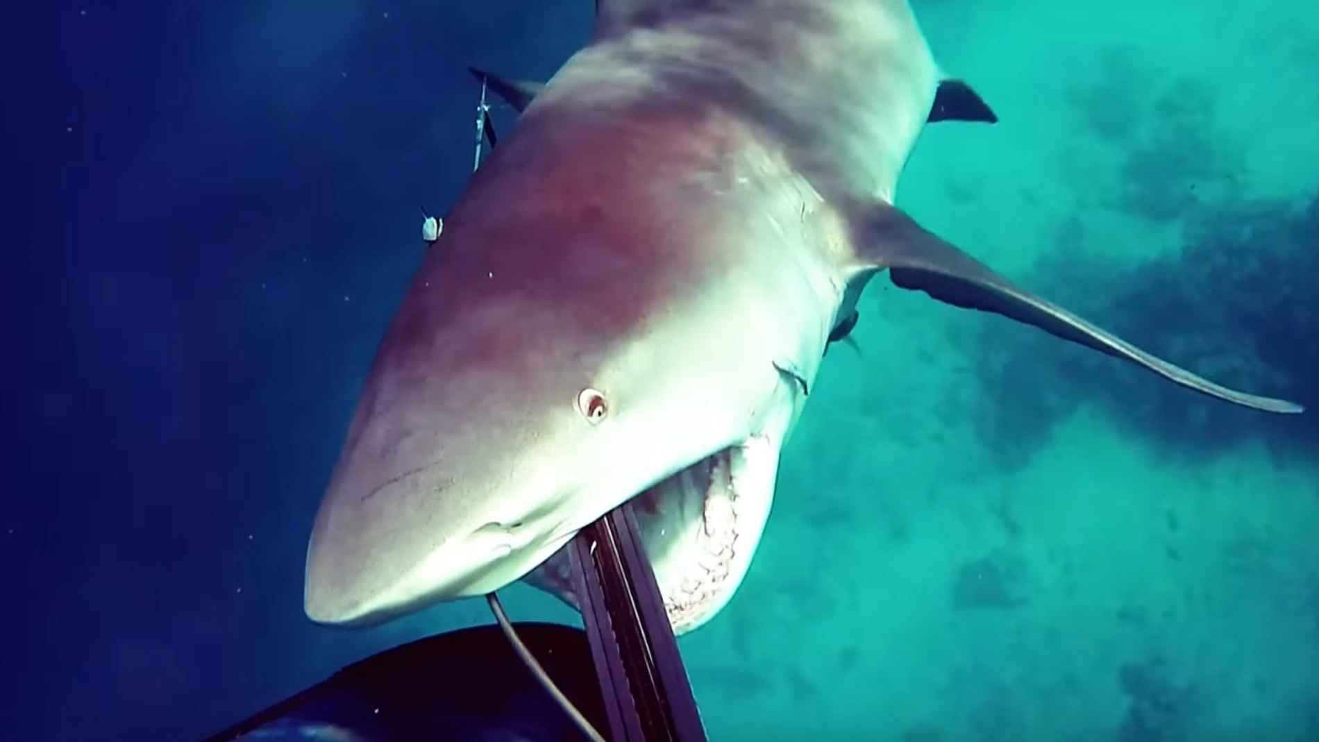 El tiburón en el momento del ataque El tiburón en el momento del ataque