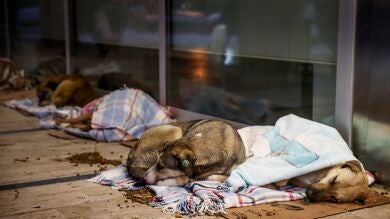 Un centro comercial de Estambul acoge a perros callejeros para resguardarlos de las bajas temperaturas