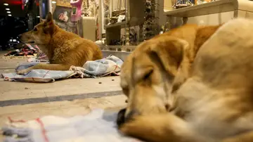 Perros en un centro comercial Perros en un centro comercial
