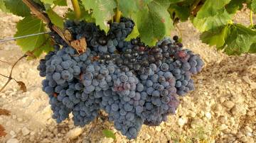 La garnacha