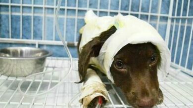 Muere 'Chocolate', un cachorro de tres meses que fue despellejado hace una semana