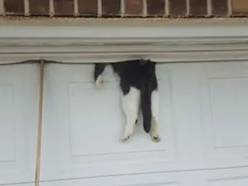 Un gato atrapado en la puerta del garaje Un gato atrapado en la puerta del garaje