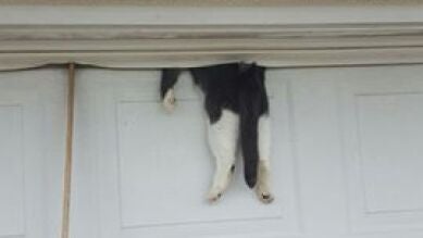 Rescatan a un gato que se quedó atrapado en una puerta de garaje en Louisiana
