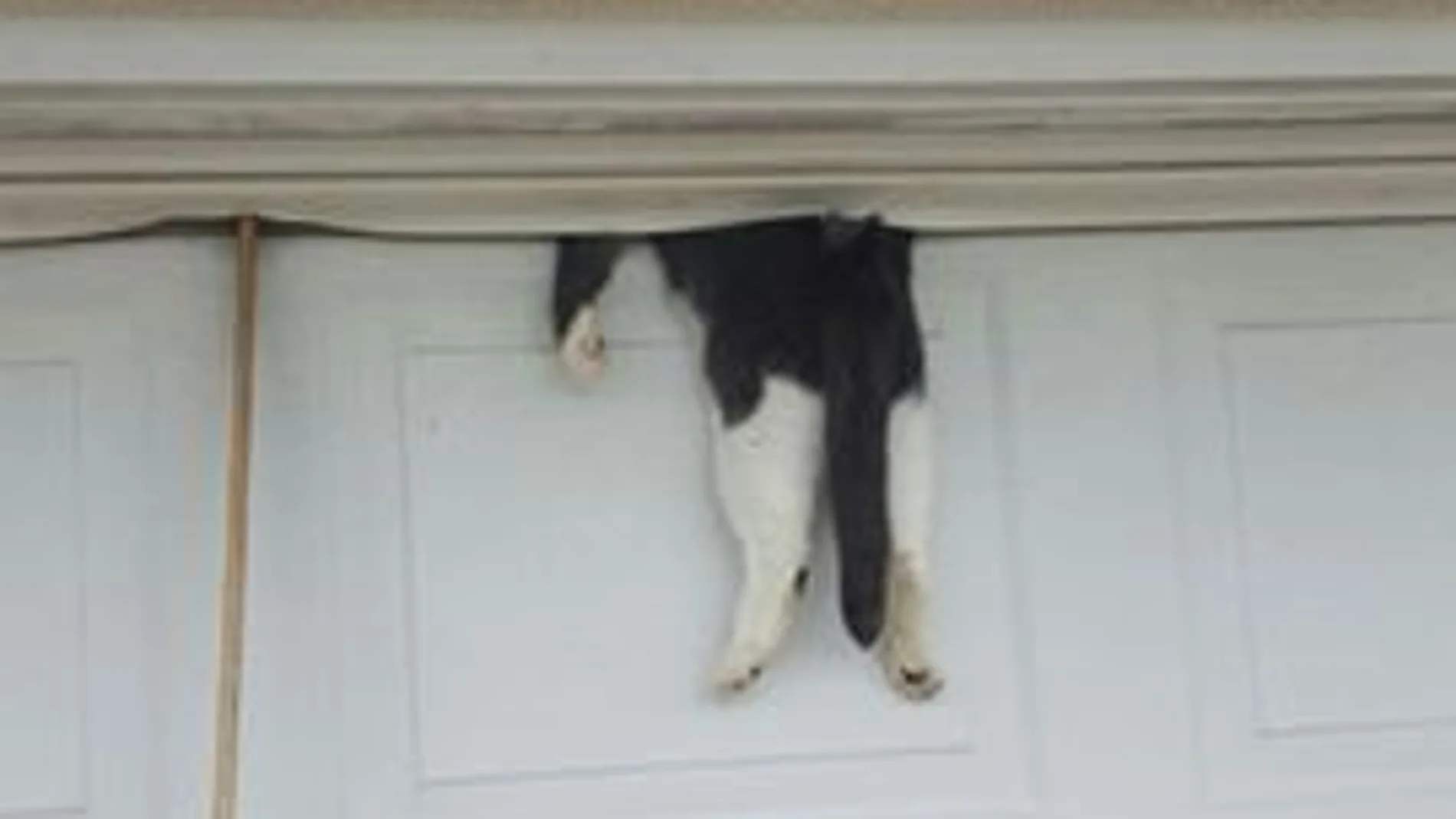 Un gato atrapado en la puerta del garaje