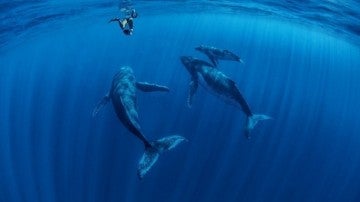 Una fotógrafa capta el vínculo entre ballenas y sus crías