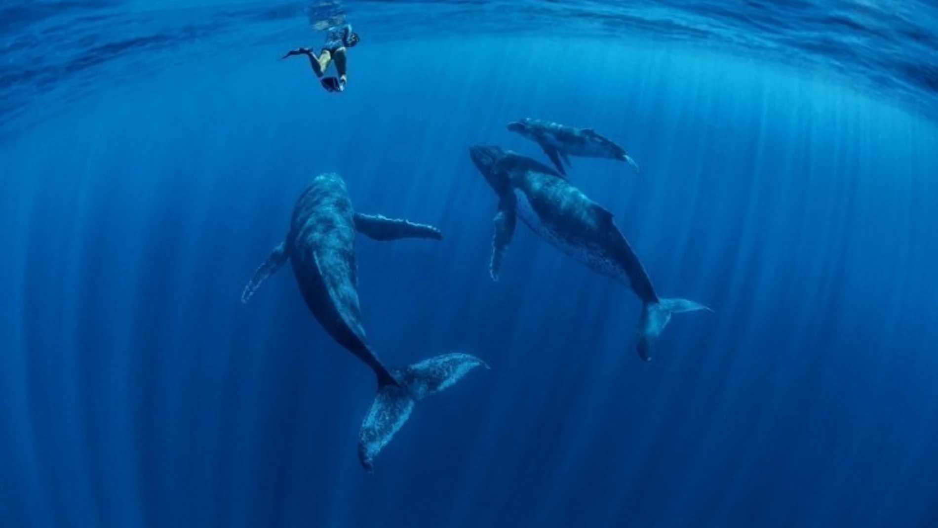 Una fotógrafa capta el vínculo entre ballenas y sus crías Una fotógrafa capta el vínculo entre ballenas y sus crías