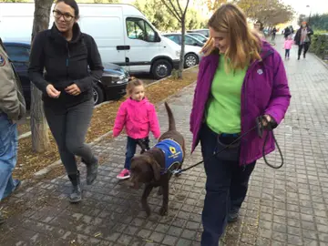 Perro de asistencia, imagen de archivo Perro de asistencia, imagen de archivo