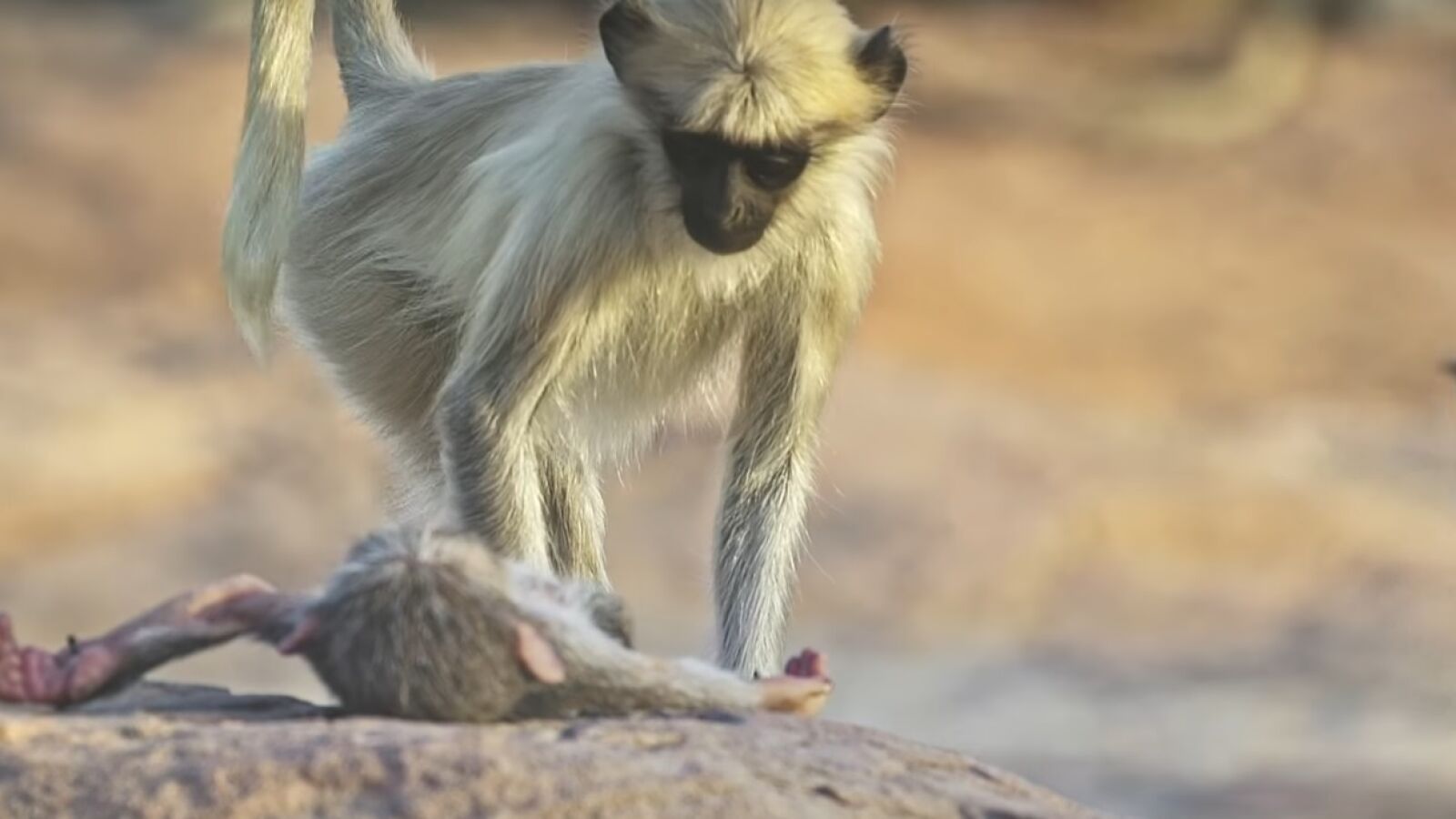 La reacción animal más humana: un grupo de primates llora la muerte de un 'compañero'