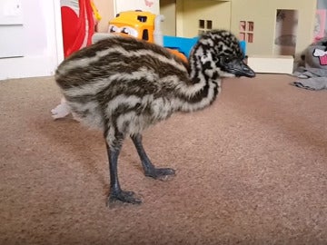 El emú deambulando por la casa