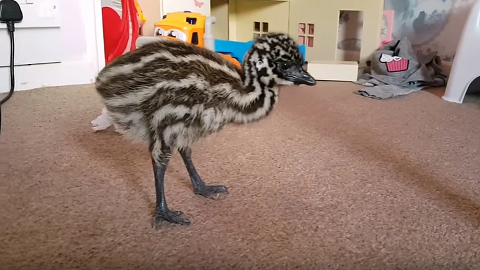 El emú deambulando por la casa