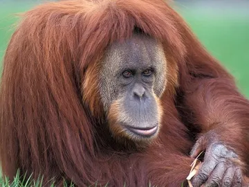 Orangután de Sumatra Orangután de Sumatra