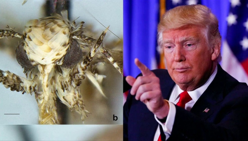 Frame 12.387555 de: Ponen el nombre de Trump a una nueva polilla de escamas amarillentas por el parecido con su peinado