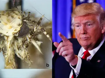 Frame 12.387555 de: Ponen el nombre de Trump a una nueva polilla de escamas amarillentas por el parecido con su peinado Frame 12.387555 de: Ponen el nombre de Trump a una nueva polilla de escamas amarillentas por el parecido con su peinado