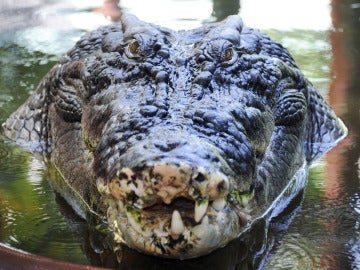 Un cocodrilo australiano en Green Island, Cairns (Australia)