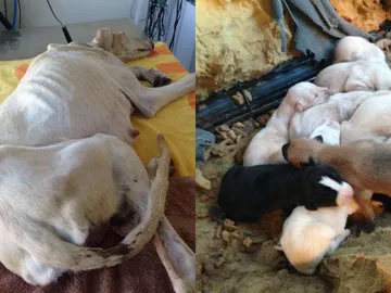 Perrita junto a sus cachorros rescatados Perrita junto a sus cachorros rescatados