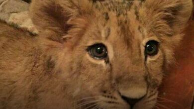 Una familia rusa vende un león que compró para su hijo porque 