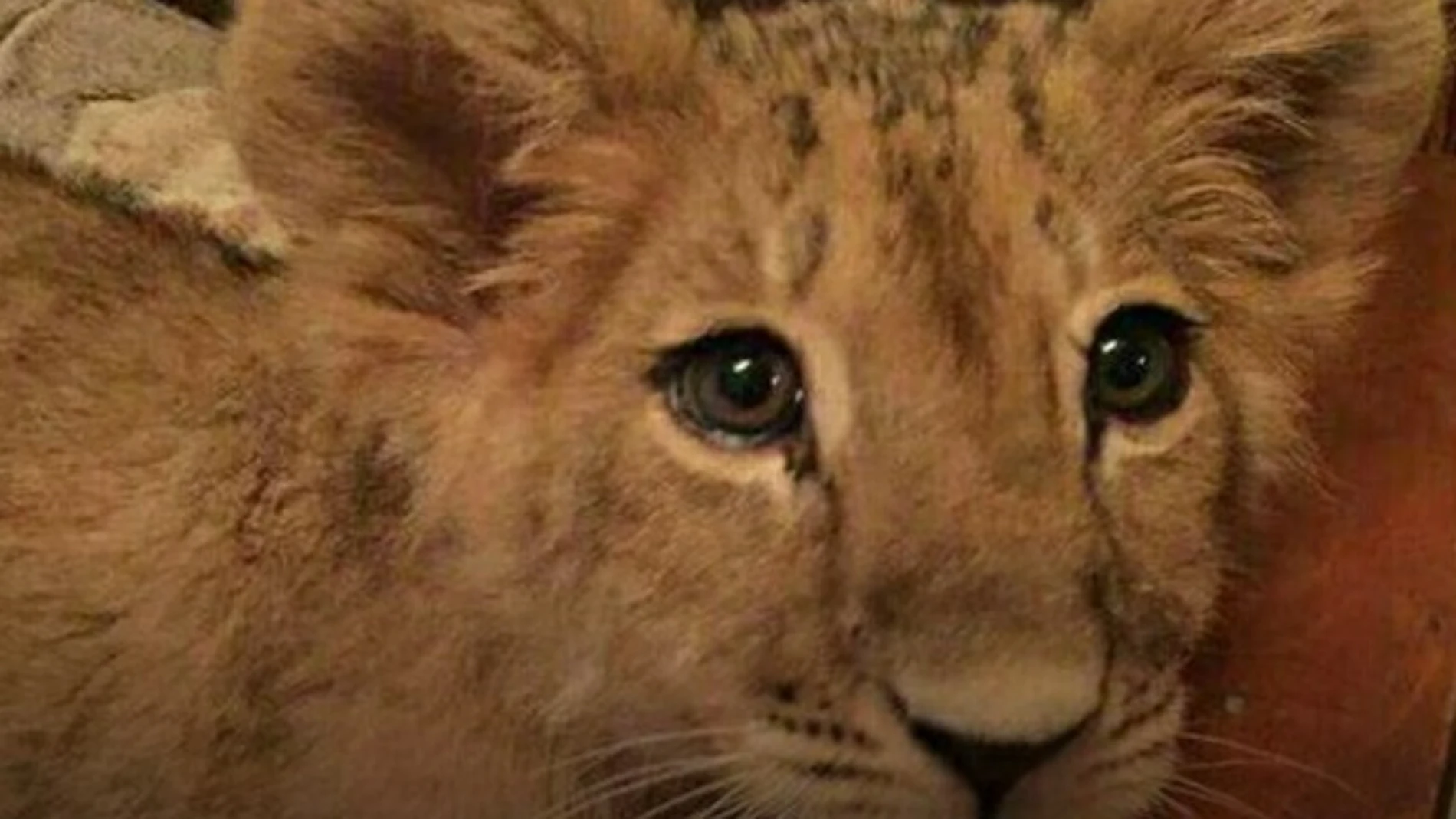 El león que ahora busca hogar El león que ahora busca hogar