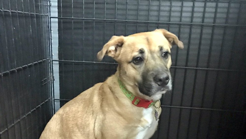 Jack, el perro que salvó a su familia de un incendio