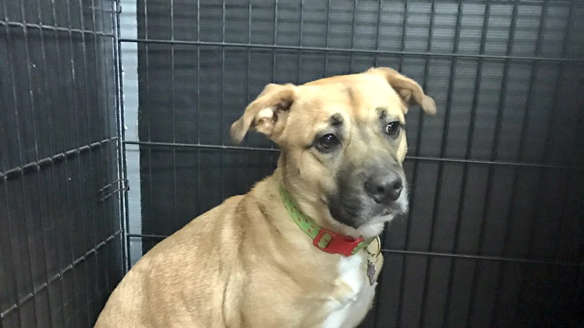 Jack, el perro que salvó a su familia de un incendio Jack, el perro que salvó a su familia de un incendio