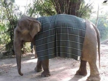 Uno de los elefantes vistiendo su nueva prenda