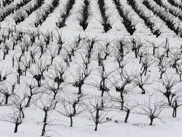 Foto de archivo de un campo de viñas en Requena (Valencia) cubierto de nieve Foto de archivo de un campo de viñas en Requena (Valencia) cubierto de nieve