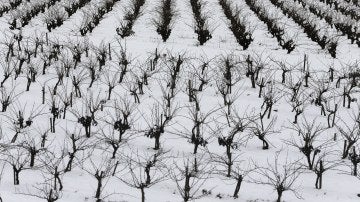 Foto de archivo de un campo de viñas en Requena (Valencia) cubierto de nieve