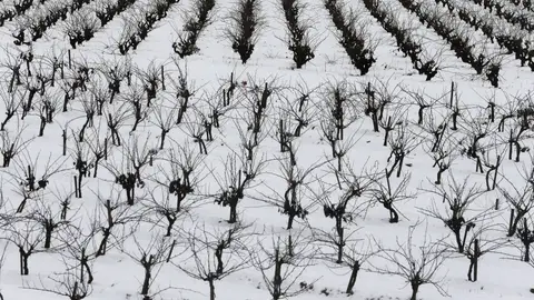 Foto de archivo de un campo de viñas en Requena (Valencia) cubierto de nieve Foto de archivo de un campo de viñas en Requena (Valencia) cubierto de nieve