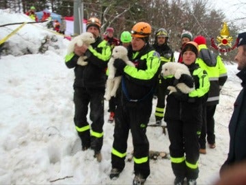 Frame 53.09878 de: Rescatan con vida a tres cachorros de perro que estaban atrapados en el hotel sepultado por el alud en Italia