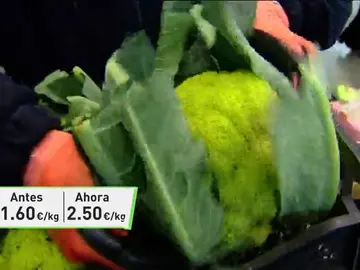 Frame 55.3251 de: La ola de frío ha duplicado el precio de verduras y hortalizas españolas en el mercado europeo Frame 55.3251 de: La ola de frío ha duplicado el precio de verduras y hortalizas españolas en el mercado europeo