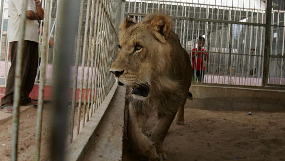 Un león dentro de una jaula