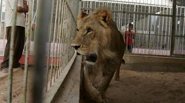 Un león dentro de una jaula