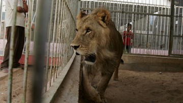 Un le&oacute;n dentro de una jaula