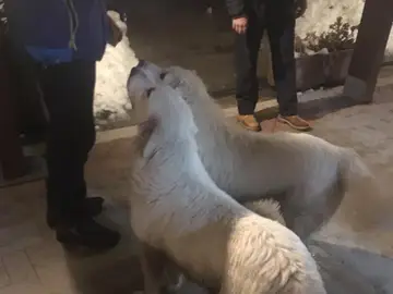 Nuvola y Lupo, los padres de los cachorros rescatados en el hotel sepultado en Italia Nuvola y Lupo, los padres de los cachorros rescatados en el hotel sepultado en Italia