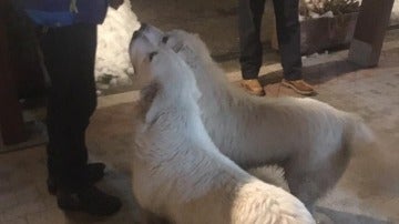 Nuvola y Lupo, los padres de los cachorros rescatados en el hotel sepultado en Italia