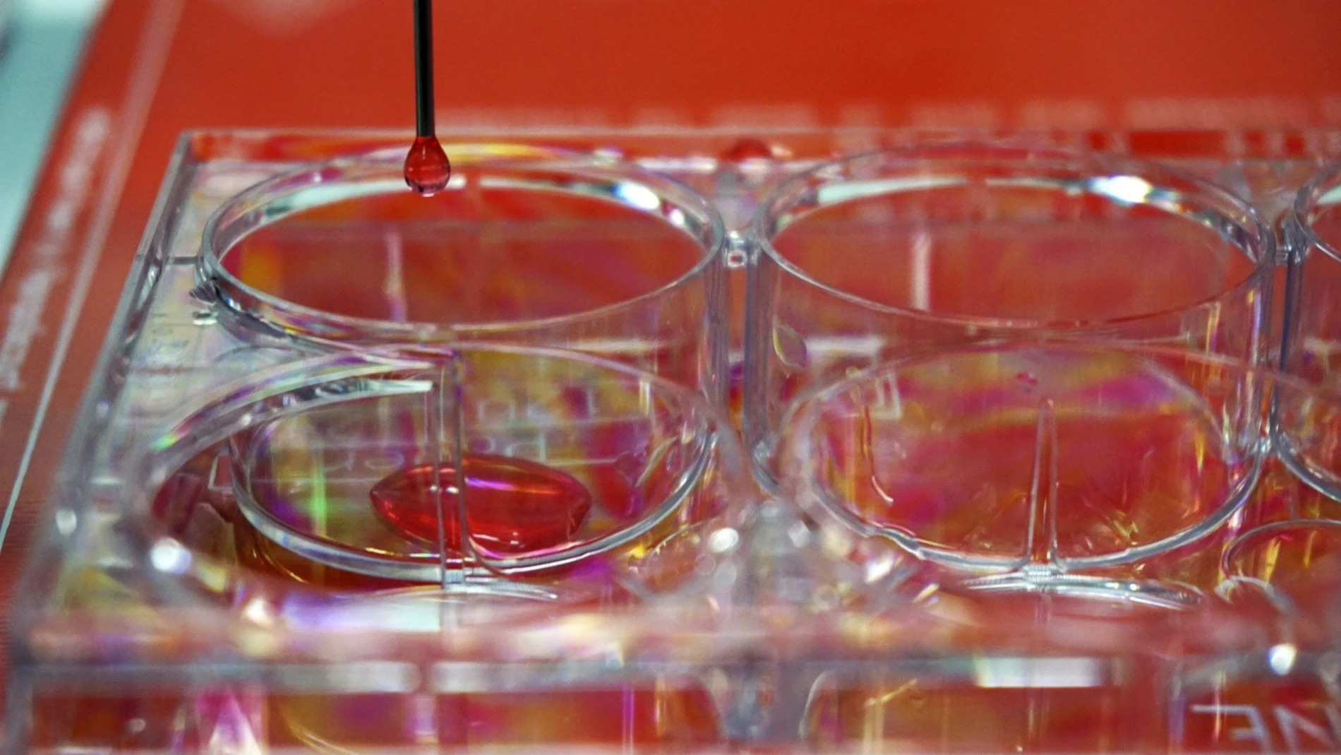 Bioimpresora 3D destinada a crear piel humana "totalmente funcional" Bioimpresora 3D destinada a crear piel humana "totalmente funcional"