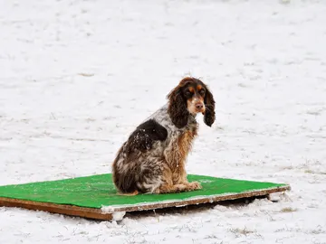Un perro abandonado en la nieve Un perro abandonado en la nieve