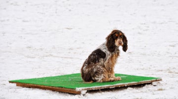 Un perro abandonado en la nieve