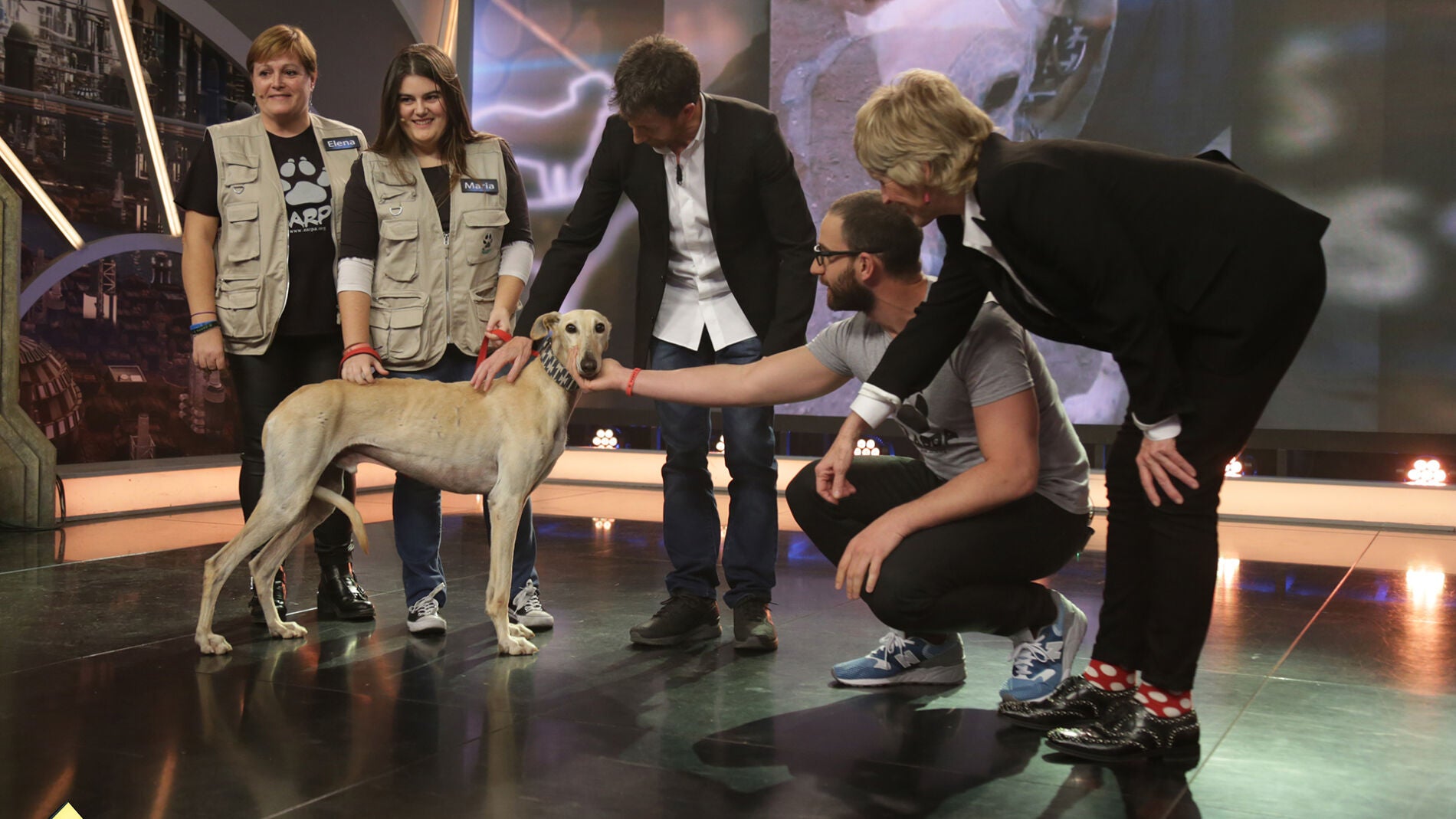 &iquest;Te gustar&iacute;a adoptar a Norak?