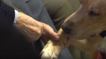 Perros como terapia en residencias y hospitales de la Comunidad de Madrid