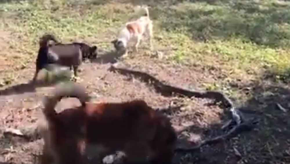 Un grupo de perros ahuyentando a una serpiente
