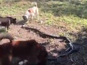 Un grupo de perros ahuyentando a una serpiente