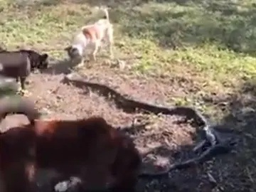 Un grupo de perros ahuyentando a una serpiente Un grupo de perros ahuyentando a una serpiente