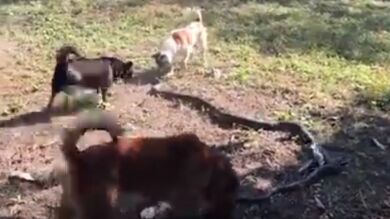 Un grupo de perros rodea a una de las serpientes más venenosas del mundo para ahuyentarla de su casa