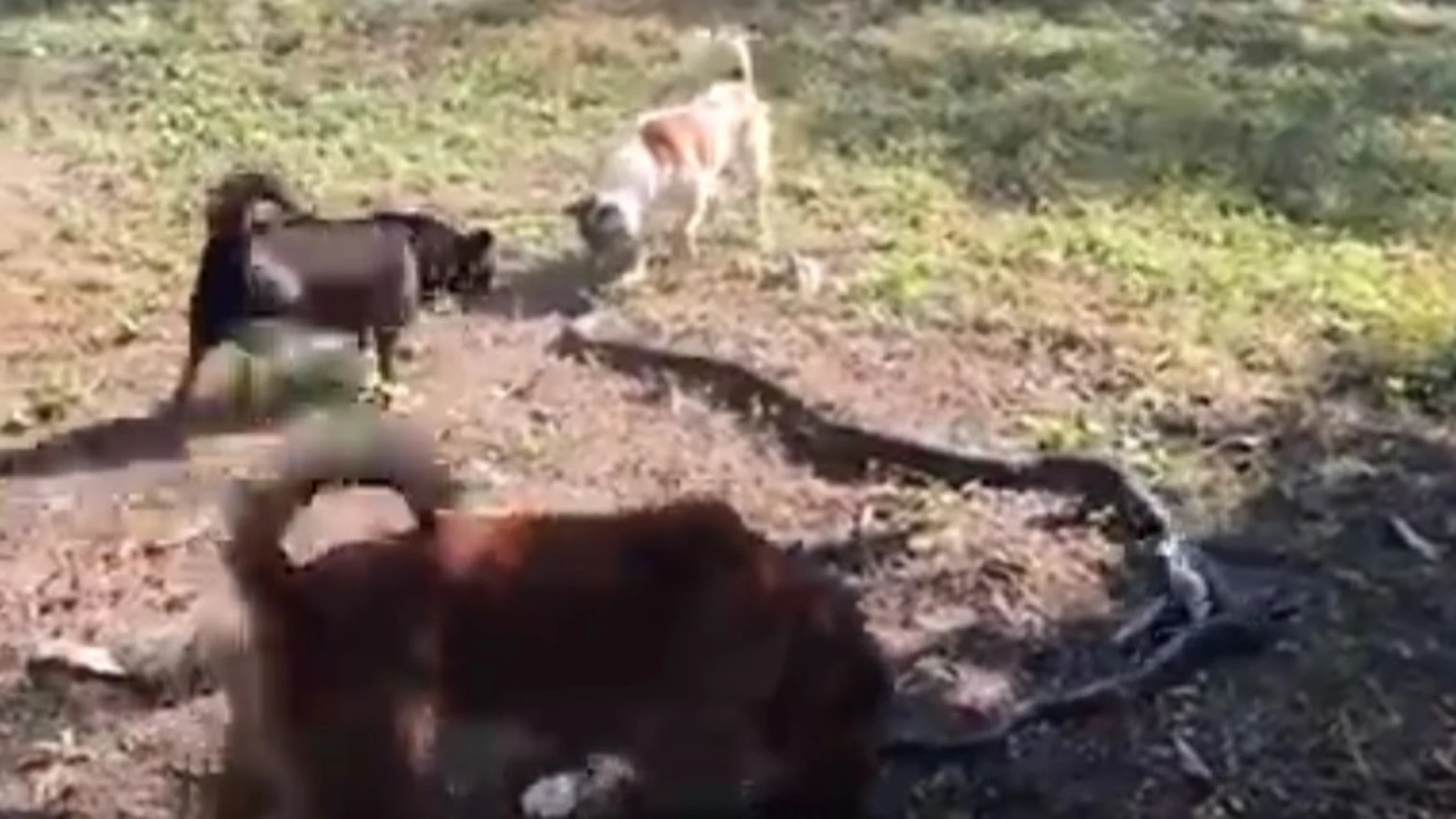 Un grupo de perros ahuyentando a una serpiente